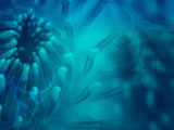 Water Lilies PowerPoint Templates Water Lilies PowerPoint Templates