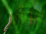 Zoology PowerPoint Templates Zoology PowerPoint Templates