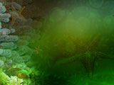 Marine Biology PowerPoint Templates