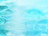 Marine Biology PowerPoint Templates Marine Biology PowerPoint Templates