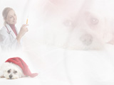 Pets and Vets PowerPoint Templates Pets and Vets PowerPoint Templates
