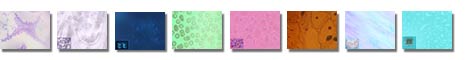 Free Cells PowerPoint Templates