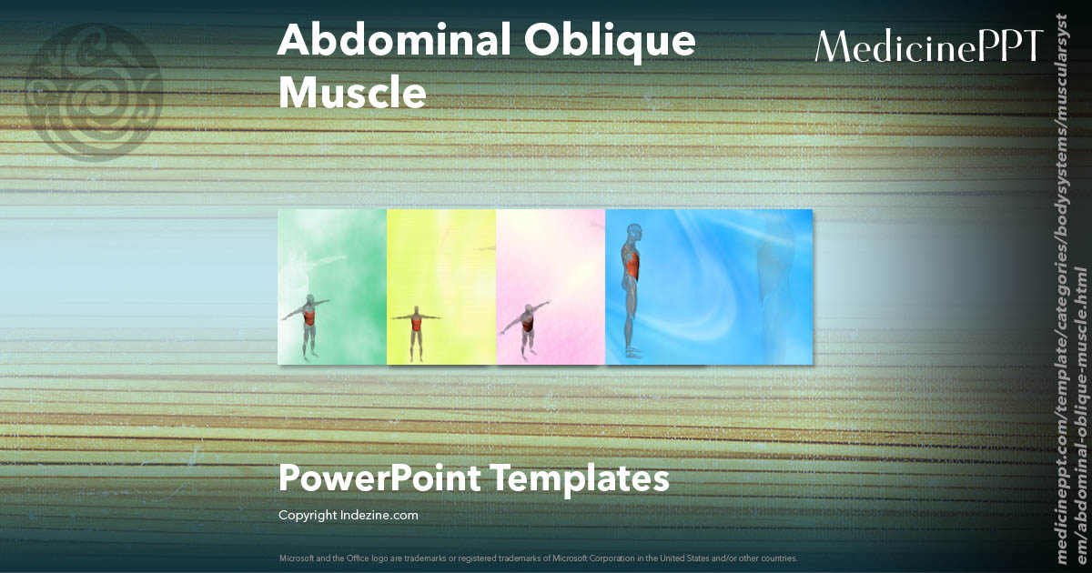 Abdominal Oblique Muscle - Medicine PowerPoint Templates