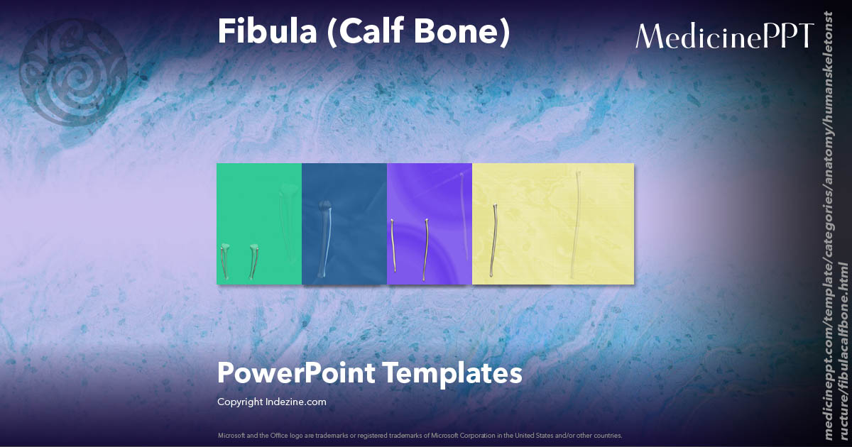 Fibula (Calf Bone) - Medicine PowerPoint Templates