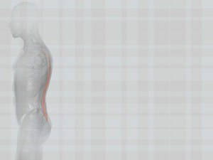 Spinalis Muscle Title Content PowerPoint Template