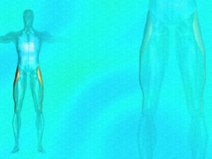 Tensor Fasciae Latae Muscle Title Content PowerPoint Template