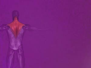 Trapezius Muscle Title Content PowerPoint Template Trapezius Muscle Title Content PowerPoint Template