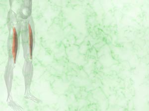Vastus Intermedius Muscle Title Content PowerPoint Template Vastus Intermedius Muscle Title Content PowerPoint Template