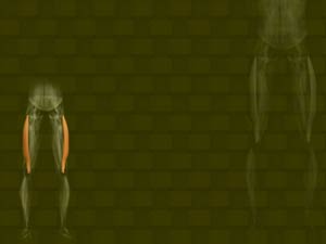 Vastus Lateralis Muscle Title Content PowerPoint Template