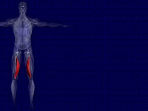 Vastus Medialis Muscle Title Content PowerPoint Template