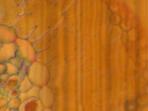 Cells Title Content PowerPoint Template