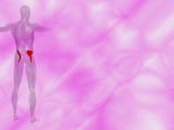 Iliacus Muscle Medicine PowerPoint Templates