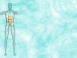 Rectus Abdominis Muscle Medicine PowerPoint Templates
