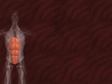 Rectus Abdominis Muscle Medicine PowerPoint Templates
