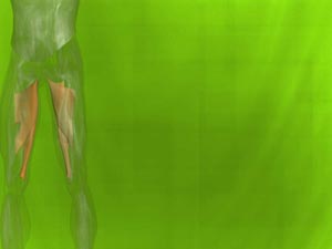 Adductor Magnus Muscle Title Content PowerPoint Template