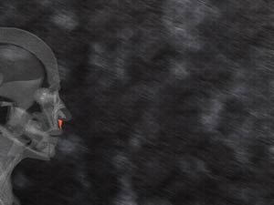 Depressor Septi Nasi Muscle Title Content PowerPoint Template