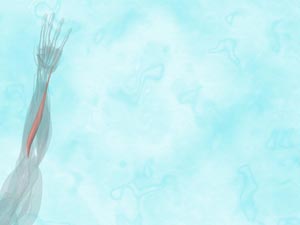 Extensor Carpi Ulnaris Muscle Title Content PowerPoint Template