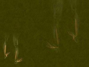 Flexor Digitorum Longus Muscle Title Content PowerPoint Template