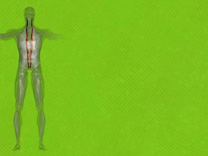 Longissimus Muscle Title Content PowerPoint Template