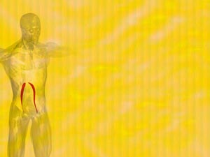 Psoas Minor Muscle Title Content PowerPoint Template