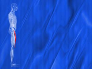 Rectus Femoris Muscle Title Content PowerPoint Template