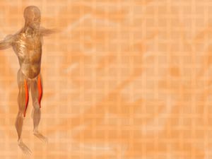 Rectus Femoris Muscle Title Content PowerPoint Template