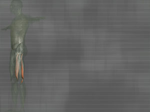 Semimembranosus Muscle Title Content PowerPoint Template